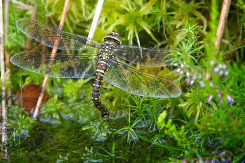 Golden-ringed Dragonfly (Cordulegaster boltonii), female ovipositing (egg-laying) in a pond, Loch Lomond and The Trossachs National Park, Scotland, UK.