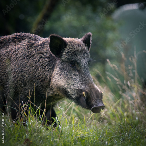 Wildschwein / Wildschweine im Forstenrieder Park