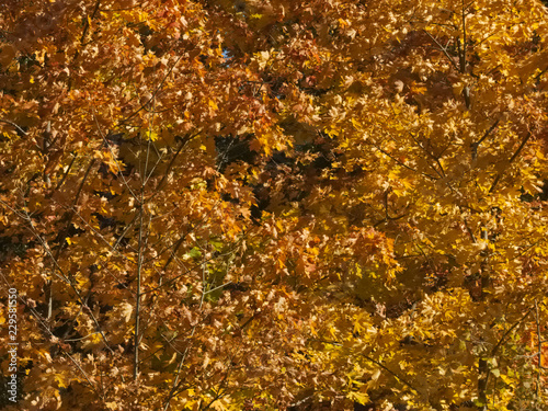 Autumn maple branches with golden leaves