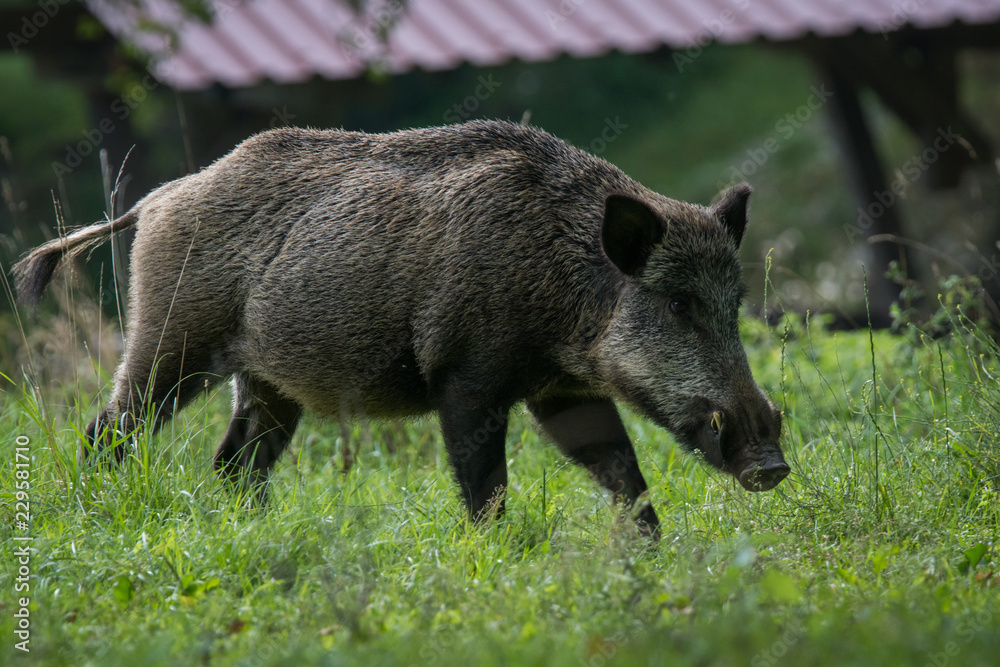 Wildschwein / Wildschweine im Forstenrieder Park Wildschwein / Wildschweine im Forstenrieder Park