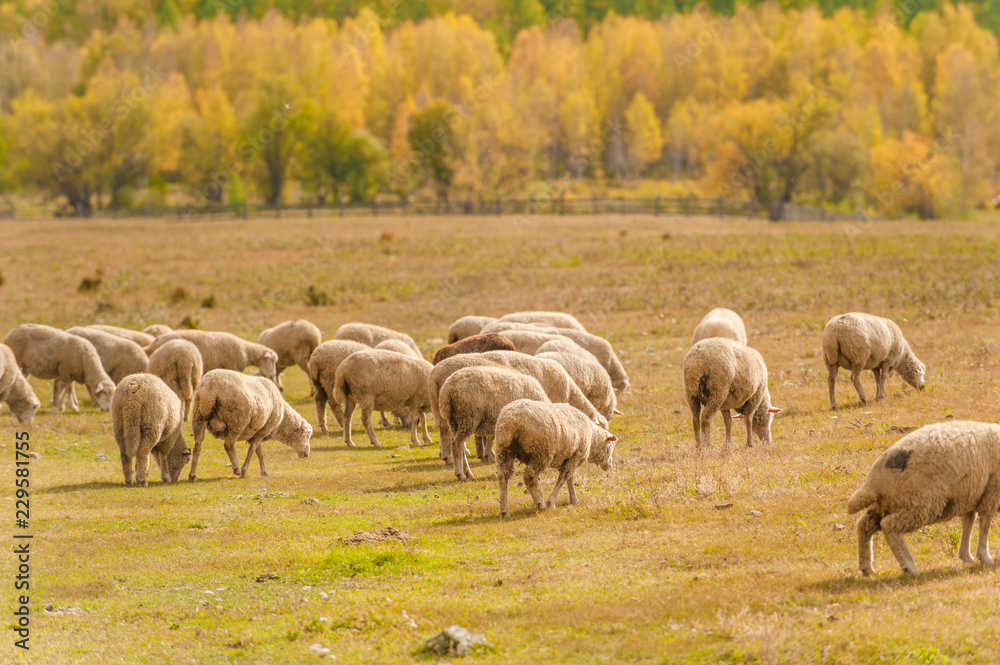 Flock of Staring Sheep on autumn meadow