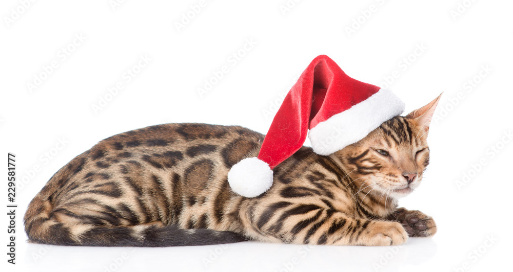 Bengal kitten in red santa hat. isolated on white background