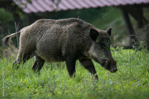 Wildschwein / Wildschweine im Forstenrieder Park photo