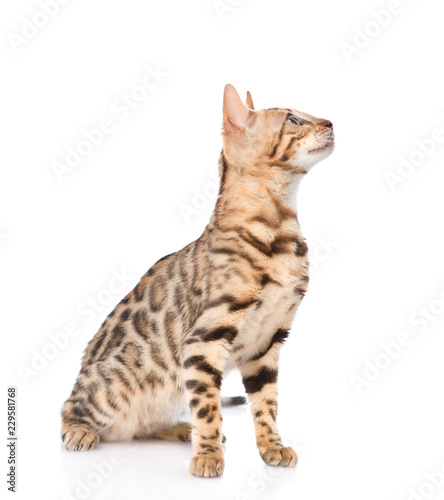 purebred bengal kitten looking away and up. isolated on white background
