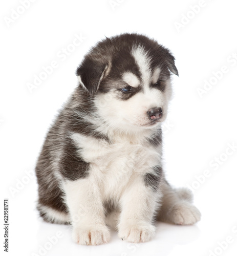 Siberian Husky puppy. isolated on white background