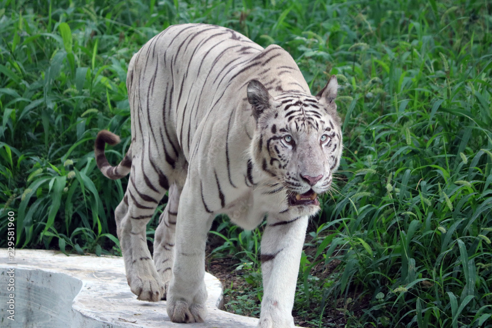 Obraz premium White Tiger