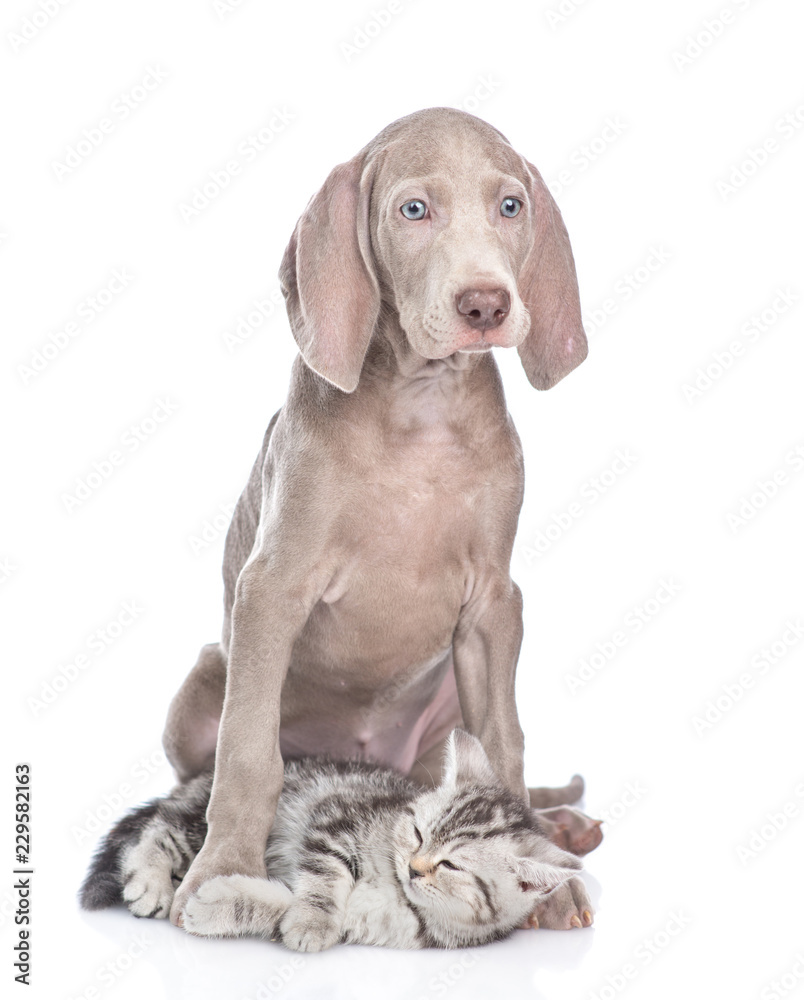 Tabby kitten lying between the paws of a dog. isolated on white background