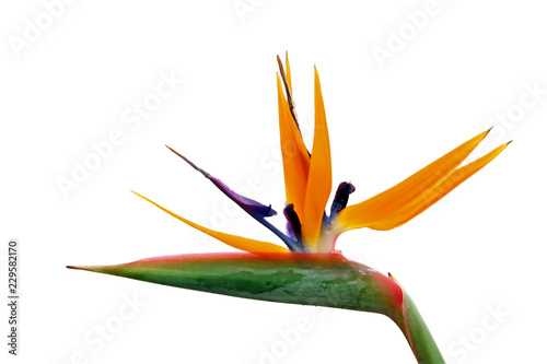 Bird of paradise flower photo