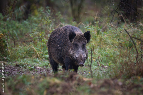 Wildschwein / Wildschweine im Forstenrieder Park