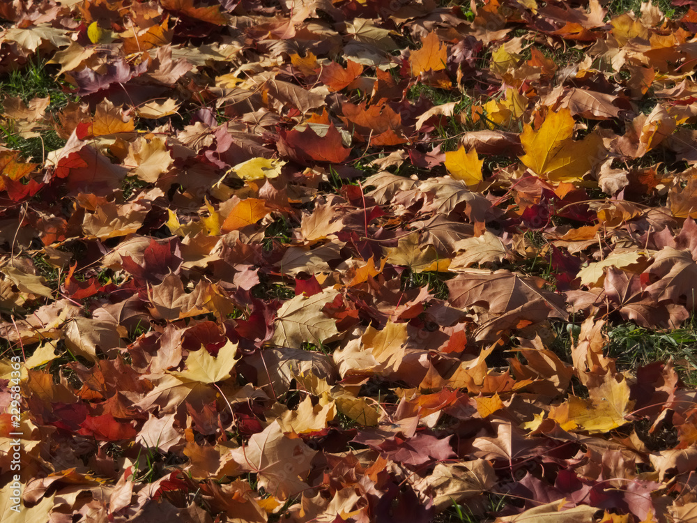 Fallen maple leaves on the green grass Fallen maple leaves on the green grass