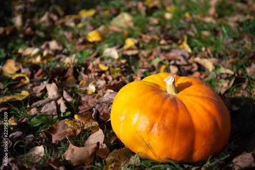 Bright pumpkin. Choosing a pumpkin for Halloween. Autumn and harvest in the garden.