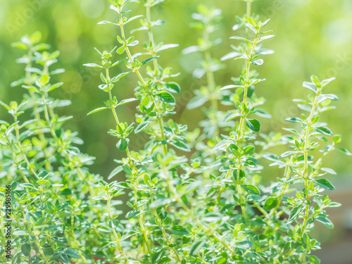 Fresh thyme herb grow  lemon thyme plants in sun light  herbal background