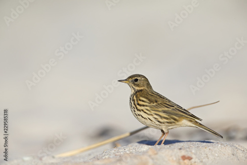  A close-up of a meadow pipit (Anthus pratensis) foraging on the beach of Heligoland. White coloured sand with stones and twigs.
