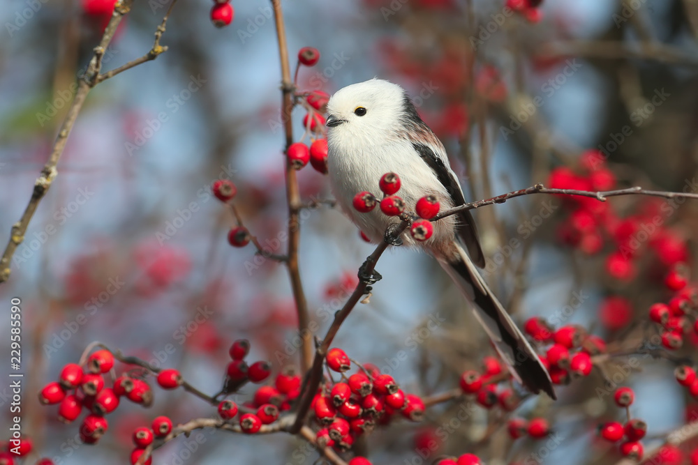 Obraz premium long-tailed tit or long-tailed bushtit (Aegithalos caudatus) sits on a branch of hawthorn bush against a background of red berries and sky