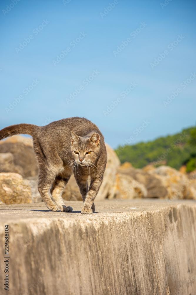 Fototapeta premium Getigerte Katze läuft auf einer Steinmauer auf die Kamera zu