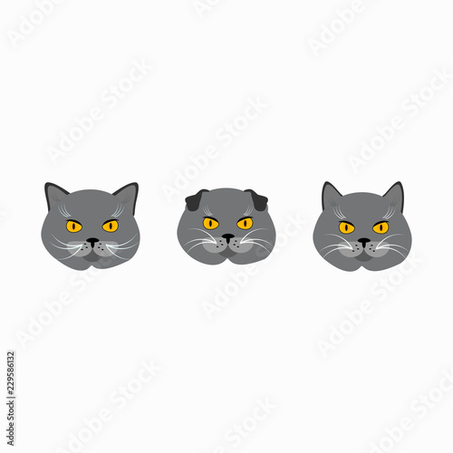 Collection of british cats illustrations, icons, avatars set. Flat design. Isolated vector illustration. © Kostiantyn