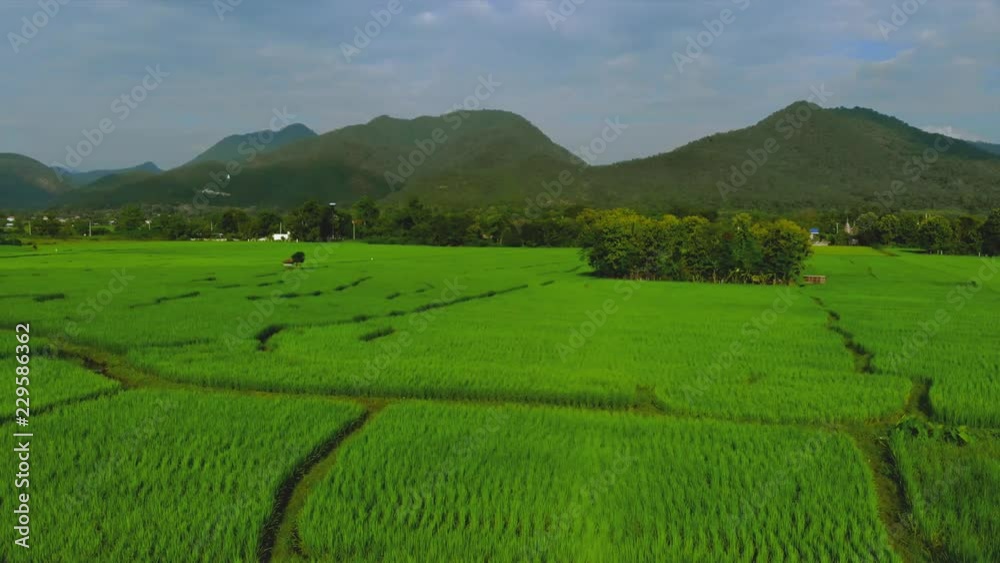 Aerial Flight above green ricefields Agricultural with mountains on background in Pai. Thailand Aerial Flight above green ricefields Agricultural with mountains on background in Pai. Thailand