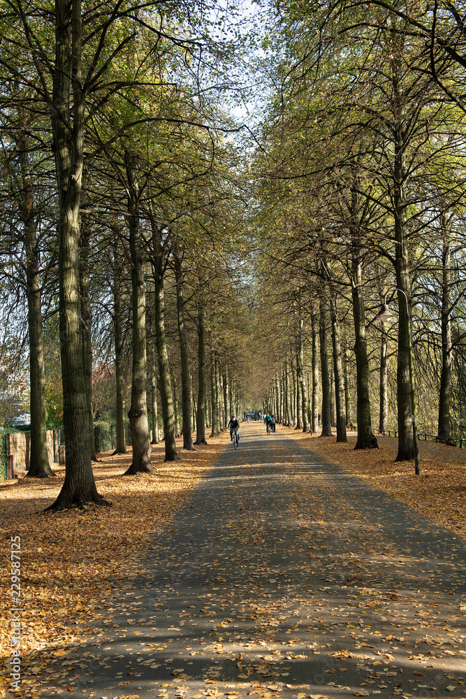 Naklejka premium Baumallee an der Promenade in Münster, Westfalen, Deutschland