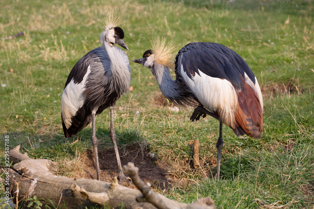 Obraz premium The pair of crowned cranes. Crowned crane is a large bird from the family of real cranes, leading a sedentary lifestyle in West and East Africa.