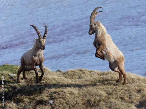 Fighting ibex on the Nufenenpass, Switzerland