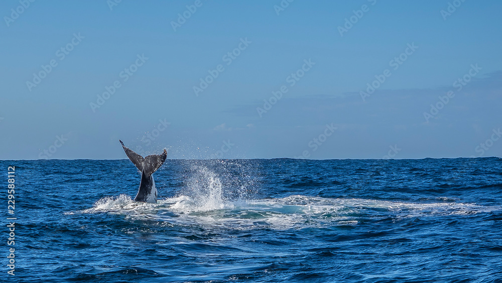 Fototapeta premium whale