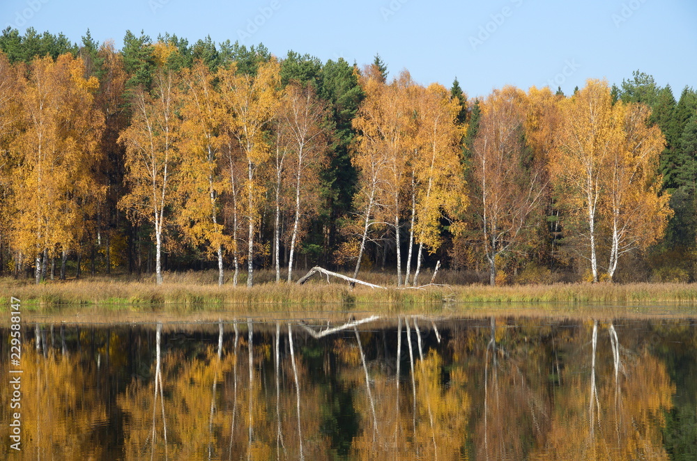 Fototapeta premium Autumn landscape beautiful colored trees over the river