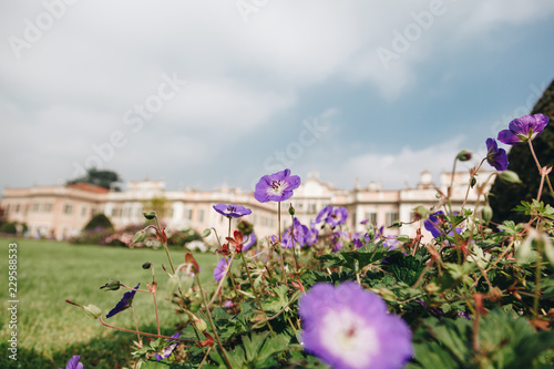 view of flowers from below in the garden park of Varese blurred palace on the background - lombardy.