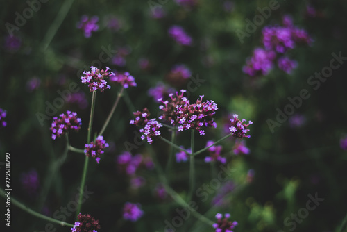 Small purple flowers in little garden