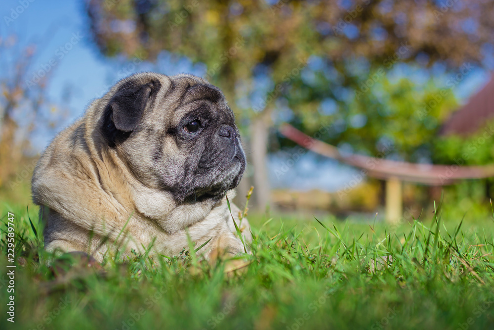 A dog of breed pug is lying on the grass in the rays of the summer sun. Looks in profile. In the background an empty hammock.