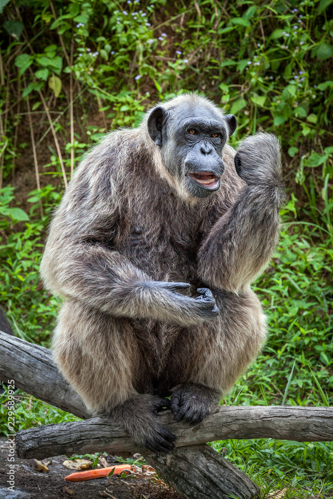 Chimpanzee cite. Chimpanzee cite.