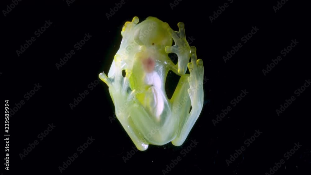 A Glass Frog (Hyalinobatrachium sp.) These small frogs are transparent