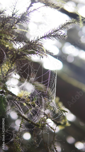 Spider web in the jungle