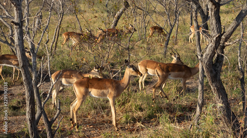 impala antilope © Ralph