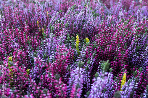 Background of pink and purple heather in bloom.