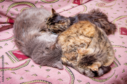 The family of cats sleep on the couch. Daddy, mom and baby on vacation_ © Volodymyr