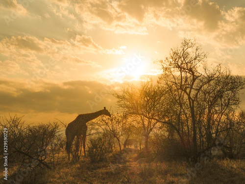 Giraffe photo