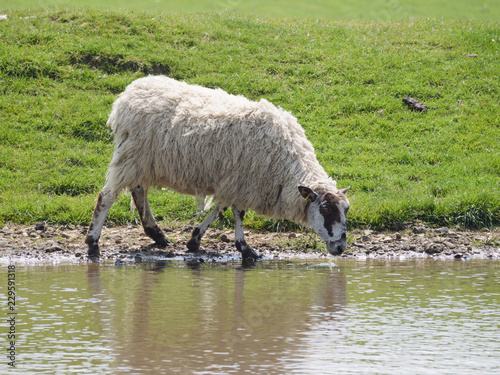 A sheep drinking from one of the dew ponds on the south downs national park in the county of Sussex UK