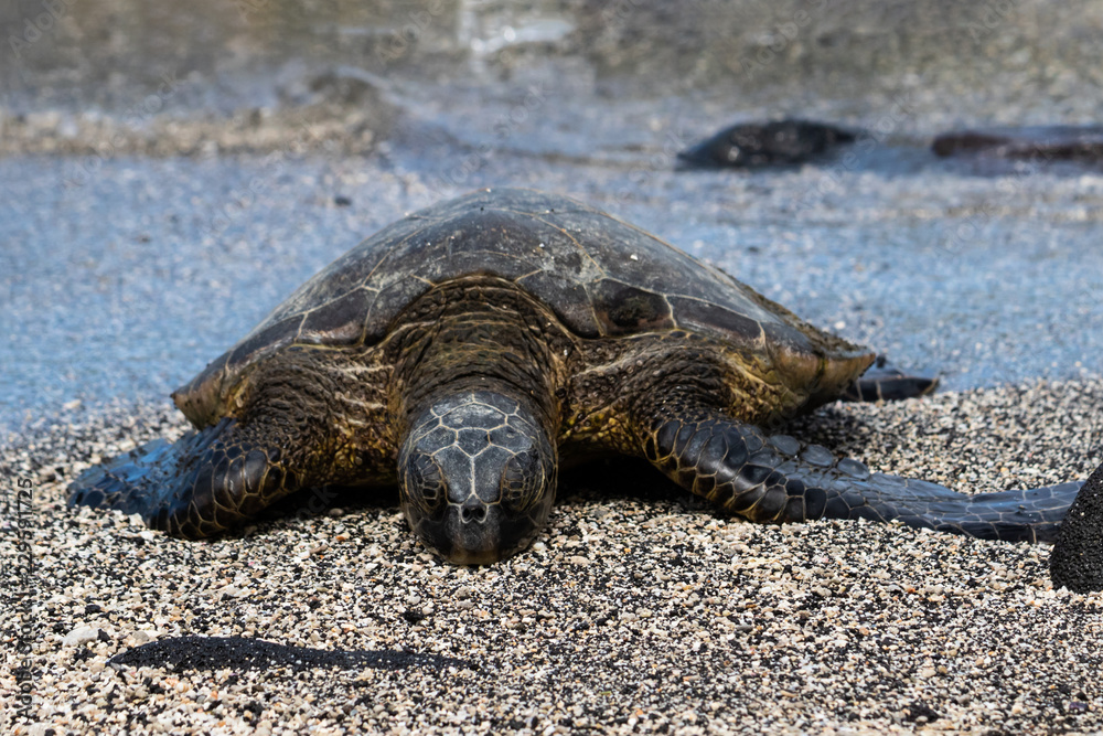 Closeup view of Green sea turtle (chelonia mydas), sunning itself on a Beach in Hawaii's Big Island. Eyes closed, Water from the Pacific ocean in the background.  