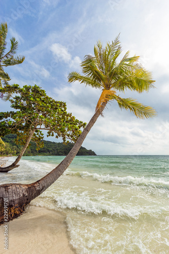Fototapeta Naklejka Na Ścianę i Meble -  Seascape with tropical palm tree on beautiful sunny Bai Sao sandy beach in Vietnam on Phu Quoc island