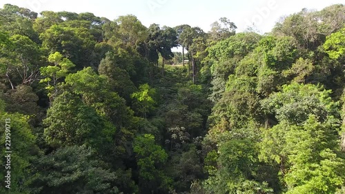 Rain forest amazonian French Guiana. Biodiversity aerial shot  photo