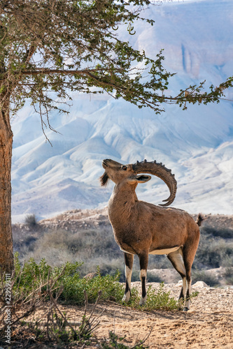 Nubian Ibex