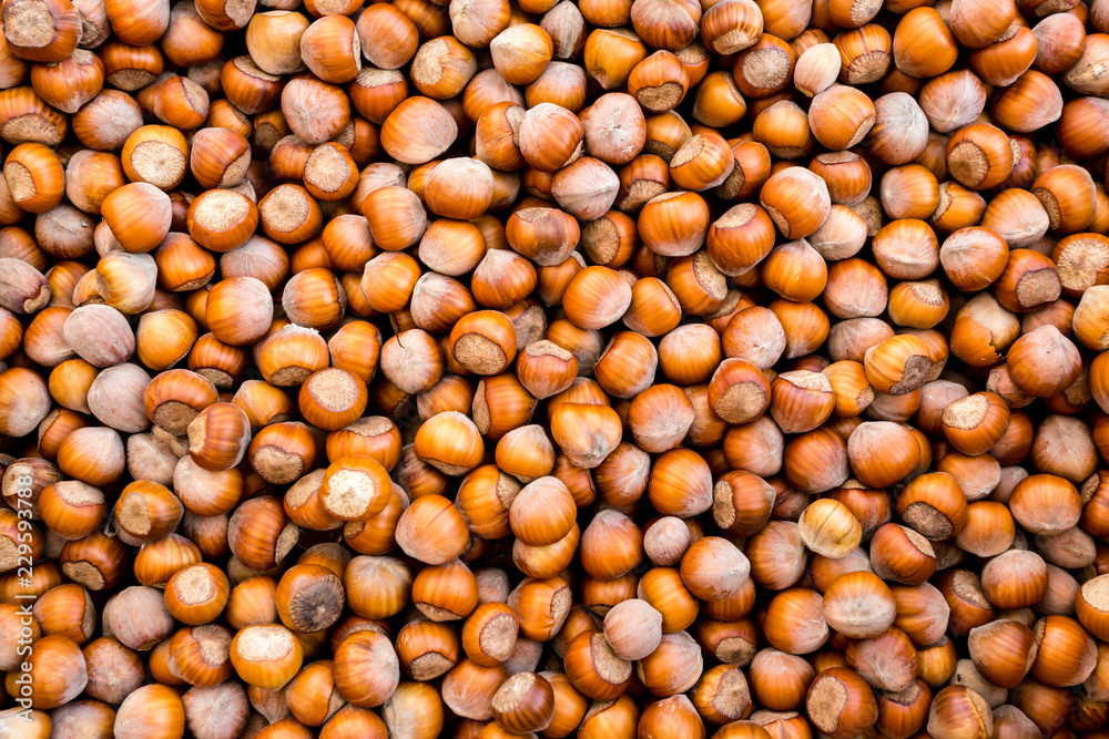 Raw fresh organic hazelnut. In shell nuts. Healthy food on the farmer market Raw fresh organic hazelnut. In shell nuts. Healthy food on the farmer market