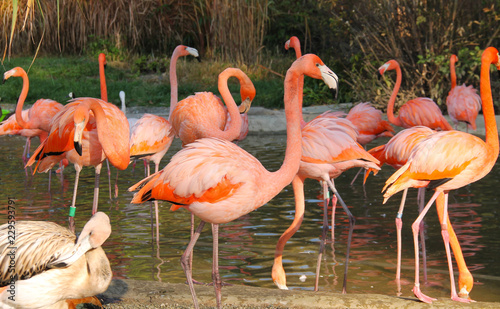 Fototapeta ptak egzotyczny flamingo stado ławica