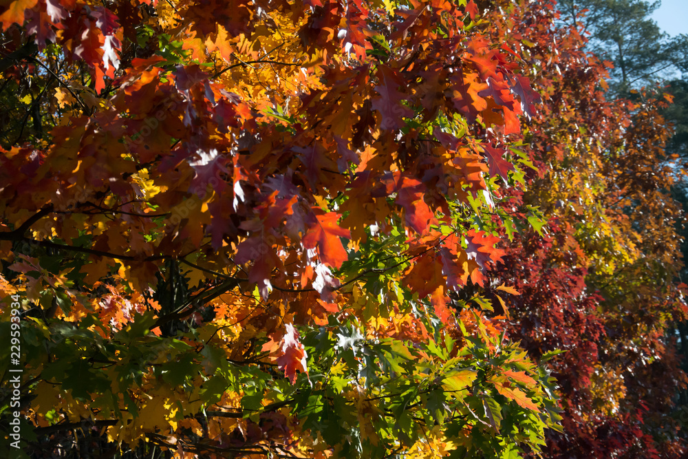 Mixture of colors on red oak trees in fall - closeup - brown, green, red and orange leaves Mixture of colors on red oak trees in fall - closeup - brown, green, red and orange leaves