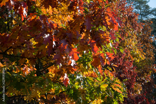 Mixture of colors on red oak trees in fall - closeup - brown, green, red and orange leaves