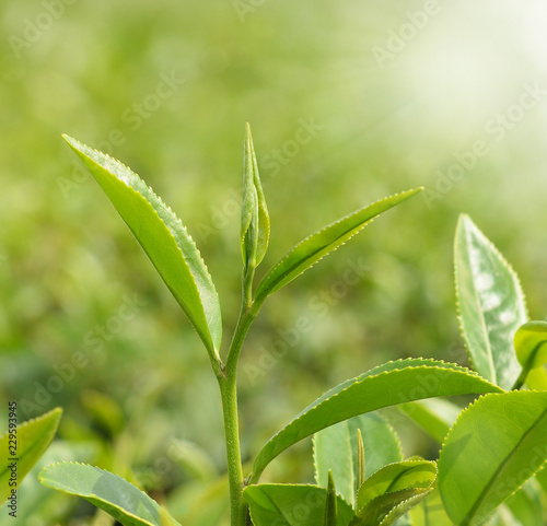 Tea leaves at a plantation in the beams of sunlight brackground
