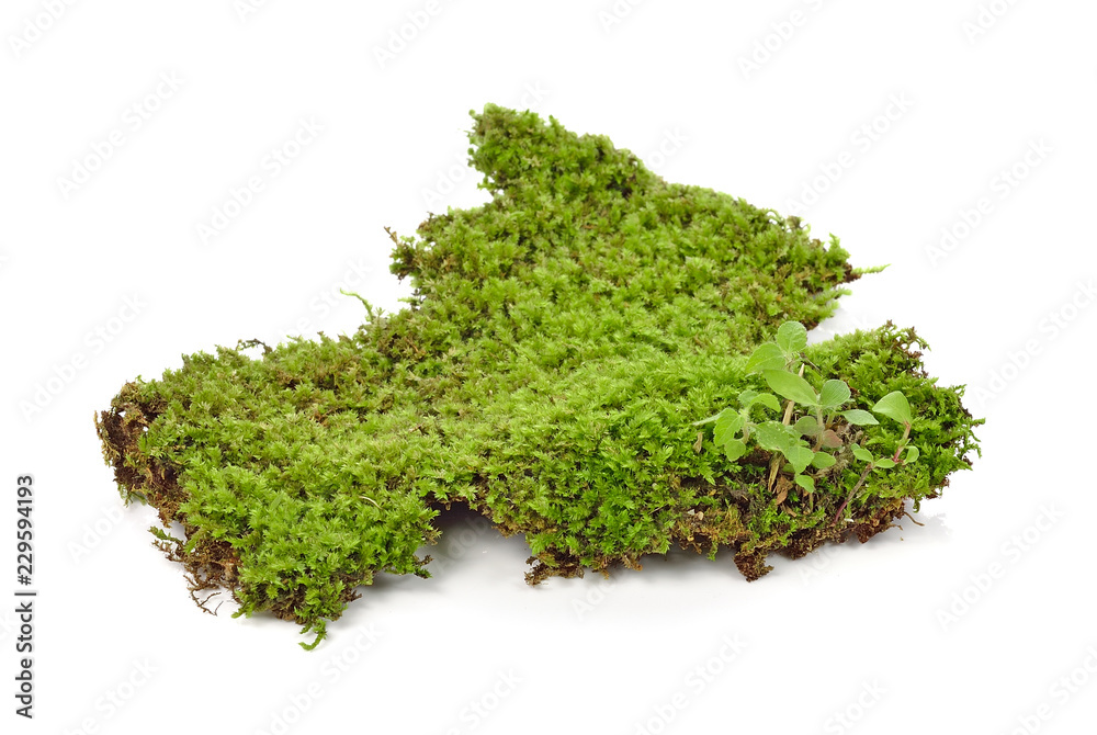 Green moss on white background Green moss on white background