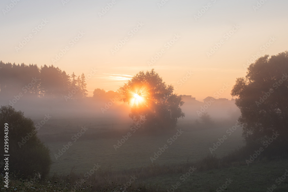 Fototapeta premium Sonne Nebel Baum