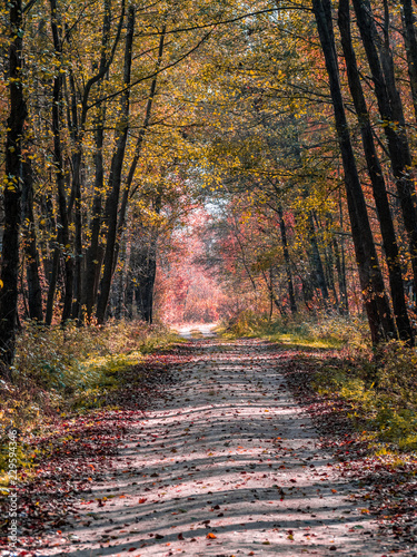 road in woods while spring to autumn transition with beautiful orange and red tones