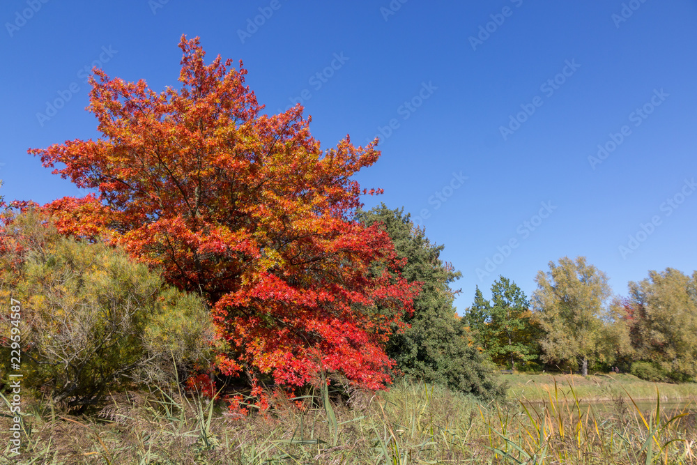 Herbst Baum rot